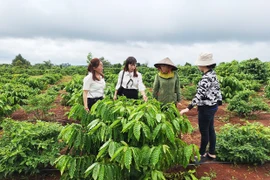 Tái canh để nâng cao năng suất, chất lượng cà phê