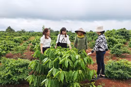 Tái canh để nâng cao năng suất, chất lượng cà phê