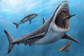 Tìm ra manh mối mới giải thích lý do siêu cá mập sát thủ Megalodon tuyệt chủng