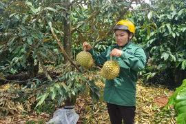 Cần nghiêm trị hành vi phá hoại vườn cây! 