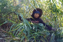 “Lộc rừng” giữa đại ngàn Trường Sơn 