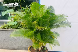 Lý do nên trồng cau cảnh trước nhà