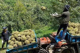 Xây thương hiệu sầu riêng organic Khánh Sơn