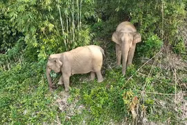 Phát hiện xác con voi đực có cặp ngà dài ở trong rừng