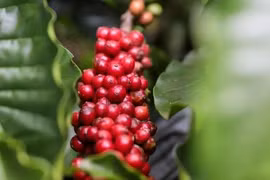 Giá cà phê sẽ tiến đến mốc lịch sử 100.000 đồng/kg?