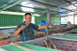 Khấm khá nhờ... rắn độc