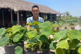 Chàng trai kiếm 100 triệu đồng/tháng nhờ trồng sen trong chậu