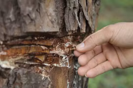 Phải coi việc 'giết' cây là tội ác để nghiêm trị