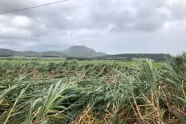 Ủy ban nhân dân tỉnh trả lời kiến nghị của cử tri