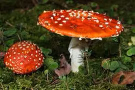 6 người nhập viện cấp cứu sau khi ăn nấm lạ