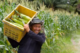 Nhập khẩu bắp đạt gần 2,4 tỷ USD