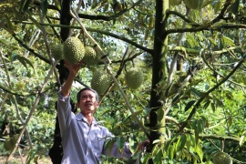 Đông Nam Bộ, Tây Nguyên: Diện tích trồng sầu riêng tăng nhanh