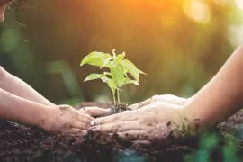 Đà Lạt: Đặt mục tiêu trồng hơn 1 triệu cây xanh năm 2024