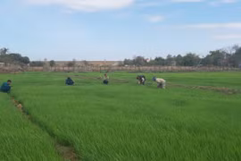 Đất lành chim đậu