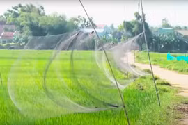 Mua chim yến để phóng sinh chẳng khác gì cổ vũ việc săn, bẫy chim