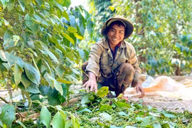 Giá hồ tiêu trong nước tăng 1-3 triệu đồng/tấn