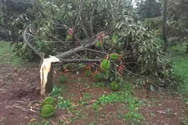 Dông lốc gây thiệt hại nặng nhiều vườn sầu riêng ở Tây Nguyên