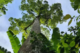 Cây đăng đại thụ ngàn năm tuổi giữa rừng Cúc Phương