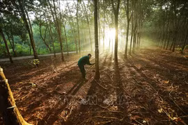 Ngành lâm nghiệp Việt sẵn sàng ứng phó với EUDR