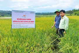 Đẩy mạnh chuyển đổi cơ cấu giống mì và lúa