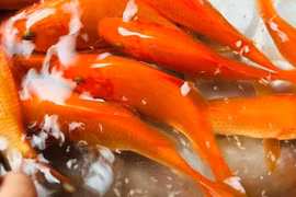 Thị trường cá chép vàng bắt đầu nóng