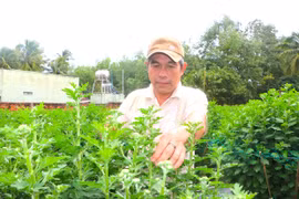 Nhà vườn An Khê vào vụ hoa Tết