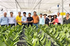 Định canh lan hồ điệp trên đất lúa