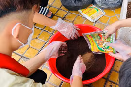 Nhiều lợi ích cho cây trồng từ phân hữu cơ bã cà phê 