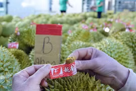 Sầu riêng VN 'ngán' đối thủ nào?