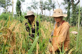 Gạo đặc sản trên cao nguyên Đắk Lắk 