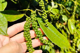 Giá tiêu tăng kỷ lục, vì sao nông dân chưa thể vui?