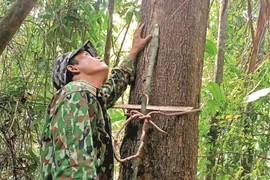 Pagang kala, cọc dấu quyền năng sinh tồn