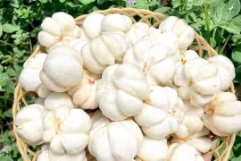 Măng cụt xanh đội giá hơn nửa triệu đồng/kg nhờ món gỏi nộm 'sốt xình xịch' 