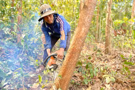 Người dân Kông Chro thoát nghèo nhờ trồng rừng 
