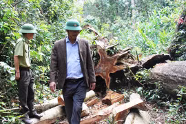 Cần điều tra, xử lý tình trạng khai thác gỗ trái phép ở xã Sơ Pai