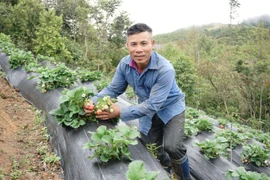 Trồng dâu tây trên đỉnh Đăk Chum I