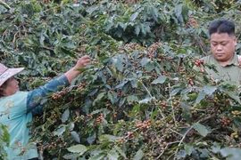 70 năm Chiến thắng Điện Biên Phủ - Bài 15: Arabica tỏa hương dưới đèo Tằng Quái