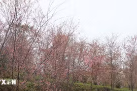 Kon Tum phấn đấu trở thành điểm đến lý tưởng cho du khách trong và ngoài nước