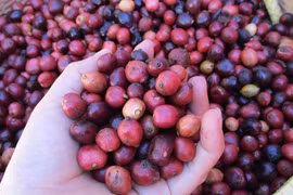 Cà phê đang 'rớt giá khủng khiếp'