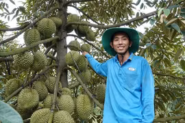 Thạc sĩ trẻ về quê trồng sầu riêng, thu lãi tiền tỉ mỗi năm