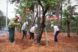 Lâm Đồng phát động “Tết trồng cây” nhân dịp kỷ niệm 134 năm Ngày sinh của Bác Hồ