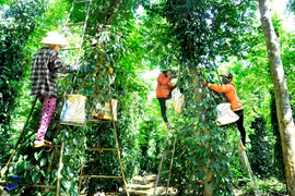 Xuất khẩu 267.000 tấn hồ tiêu trong năm 2023 