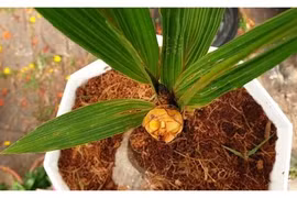 Độc lạ miền Tây mùa tết: Cây dừa cao 40 cm ra hoa kết trái