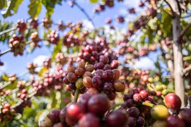 Đêm giao thừa, giá cà phê tăng vọt 104 USD/tấn