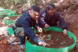 Trao 12.000 cây sâm giống Ngọc Linh cho 300 hộ nghèo ở huyện Tu Mơ Rông