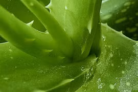 4 lợi ích sức khỏe bất ngờ của nha đam với da