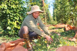 Giá hồ tiêu trong nước tăng 5-10 triệu đồng/tấn