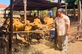 Siu Biai: Người có uy tín làm kinh tế giỏi