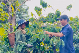 Làng A làm theo gương Bác