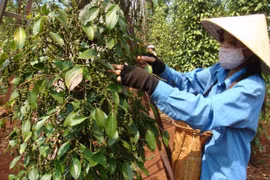 Hồ tiêu trong nước tăng 1,5 triệu đồng/tấn